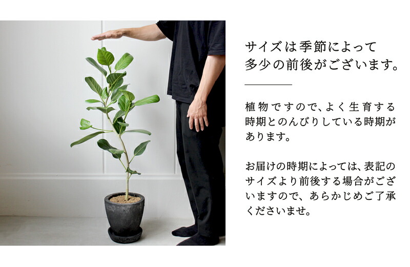 楽天市場】【エッグポット：ブラック】フィカス・ベンガレンシス