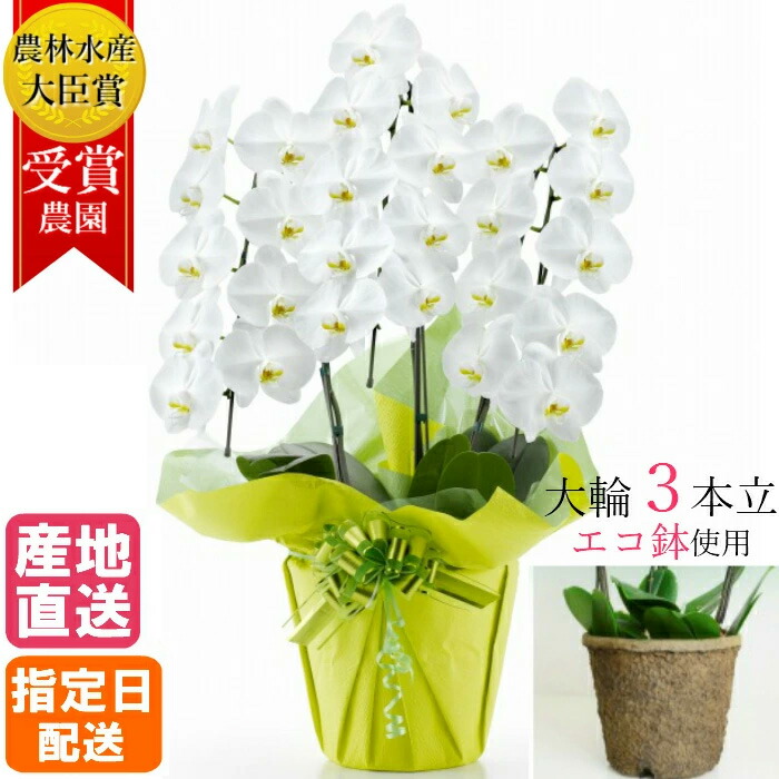 生花 胡蝶蘭 鉢植え」の人気商品一覧 | 安い商品を通販サイトから探す