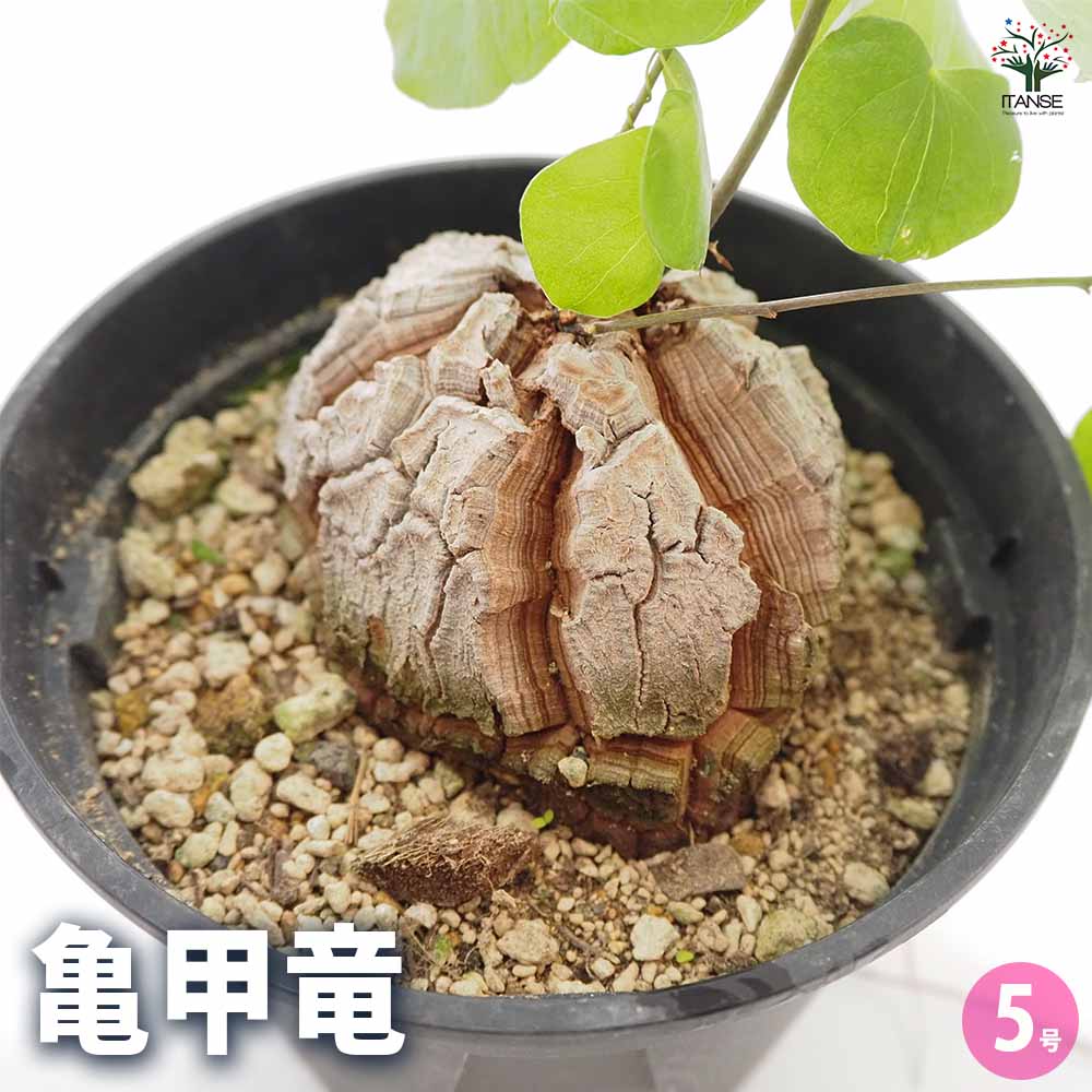 亀甲竜」の人気商品一覧 | 安い商品を通販サイトから探す - 価格.com