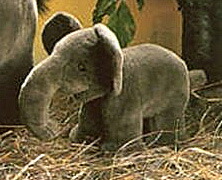 楽天市場】ケーセン ぬいぐるみ Kosen ぞう (ミニ) 25cm Elephant Baby