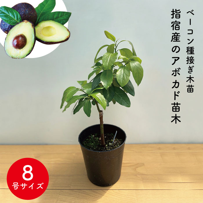 楽天市場】☆数量限定☆【アボカド苗木 ベーコン種接ぎ木苗 8号サイズ