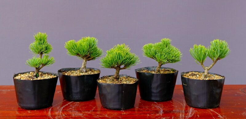 楽天市場】（株）一樹園 宮島五葉松5本セット 小品盆栽／樹齢3年 : 一樹園