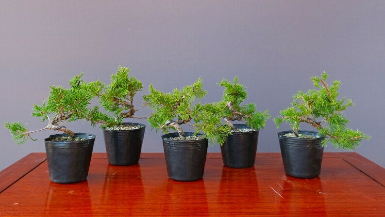 糸魚川真柏」の人気商品一覧 | 安い商品を通販サイトから探す - 価格.com