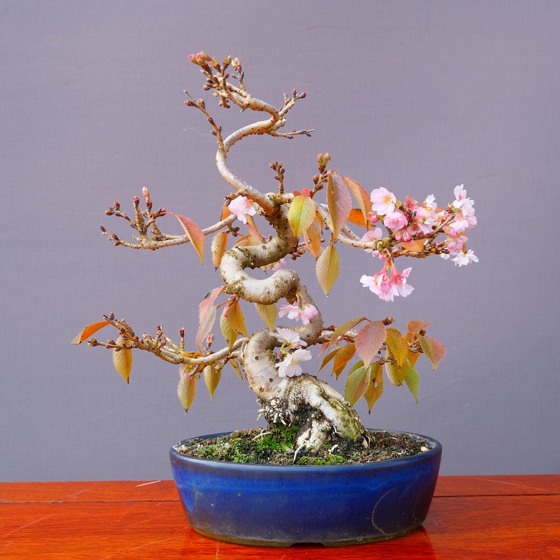 十月桜」の人気商品一覧 | 安い商品を通販サイトから探す - 価格.com