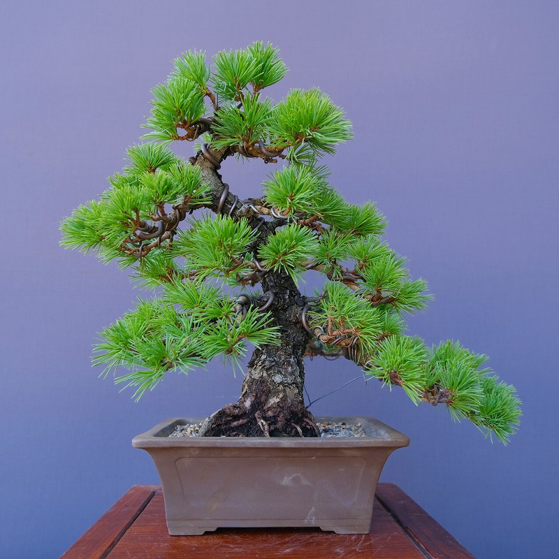 楽天市場】（株）一樹園 四国五葉松 中品盆栽／樹齢40年 : 一樹園