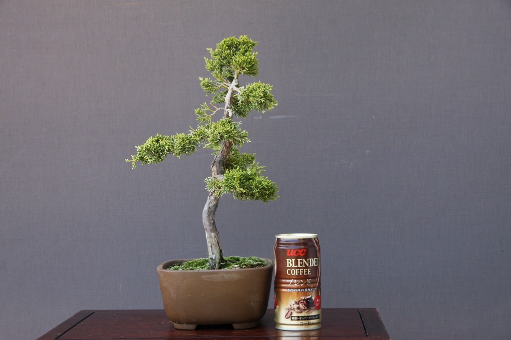 糸魚川真柏貴風盆栽599 樹高鉢込み約470mm 真柏松 【公式通販】