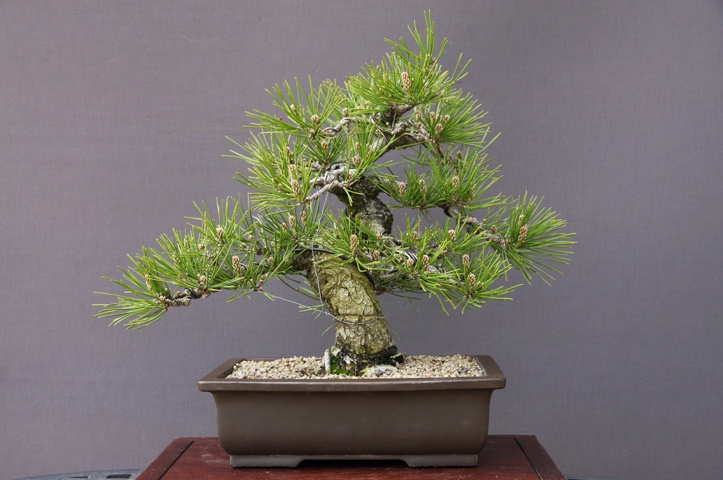 楽天市場】（株）一樹園 黒松 【 売上一位商品 】 中品盆栽／樹齢20