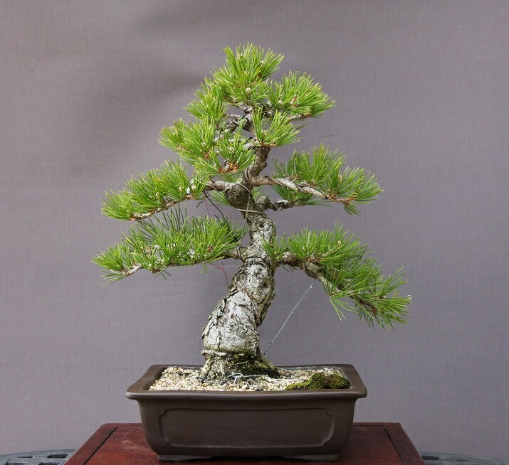 楽天市場】（株）一樹園 黒松 【 売上一位商品 】 中品盆栽／樹齢20