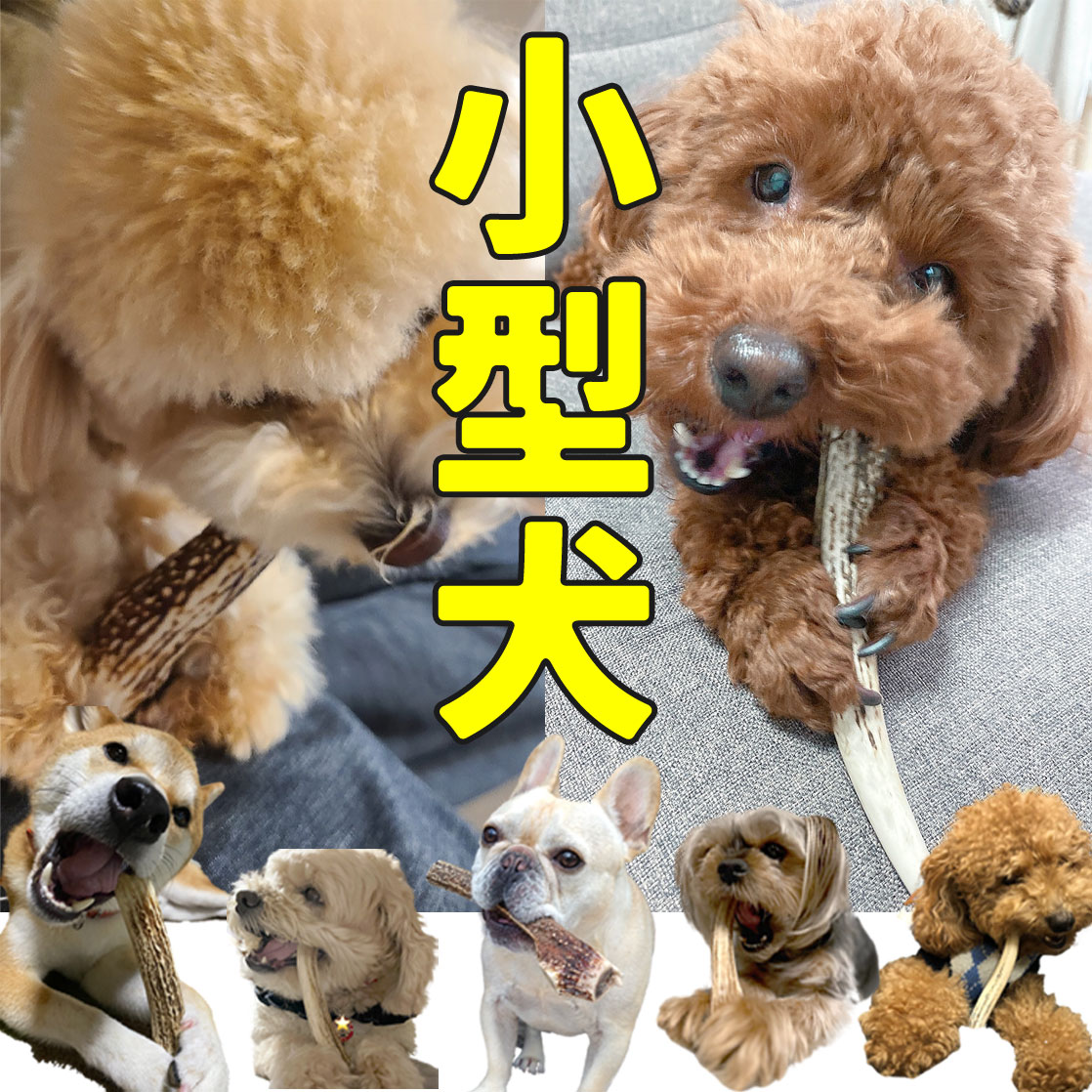 楽天市場】鹿の角 鹿角 北海道産 【小型犬用】 犬のおもちゃ ペット