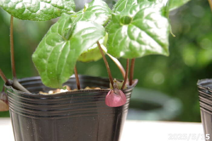 楽天市場】フタバアオイ 1株入 3号（9cm） 【春の山野草】【山草系