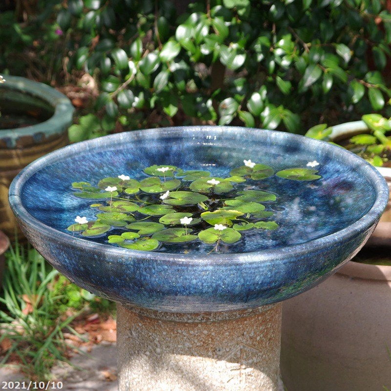 睡蓮鉢 青」の人気商品一覧 | 安い商品を通販サイトから探す - 価格.com