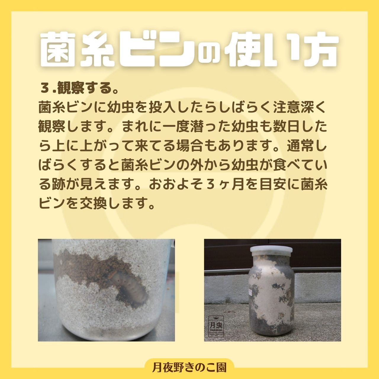 楽天市場】◇N-1400 カワラタケ系菌糸ビン！1400CC！1本目にオススメの