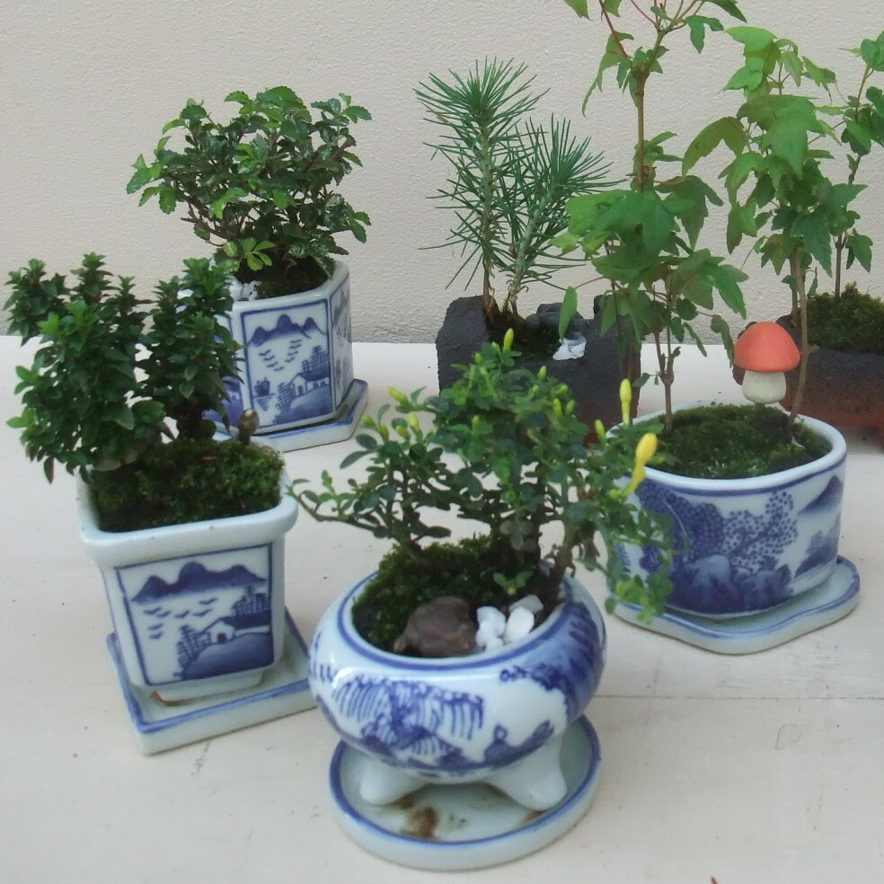 楽天市場】【セール】和鉢 盆栽鉢 [173-010] 12個セット 染付鉢 皿付
