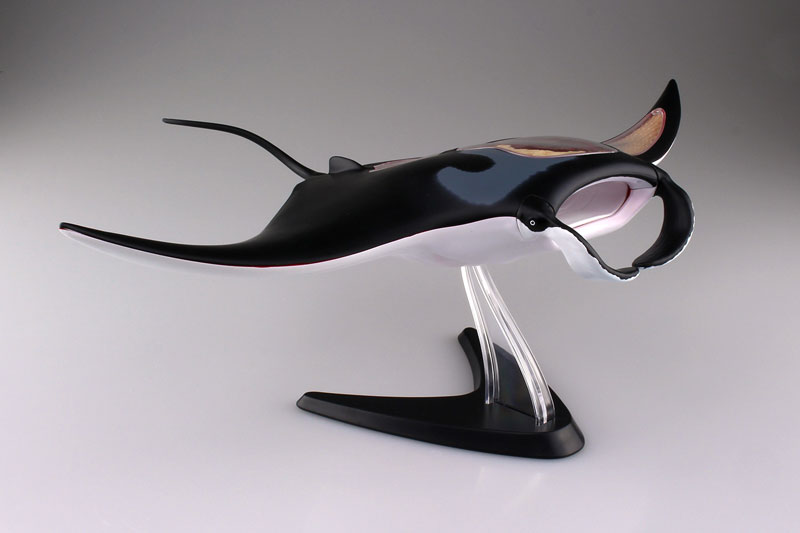 4D-VISON マンタ イルカ サメ フィギュア 解剖模型 パズル 3体セット