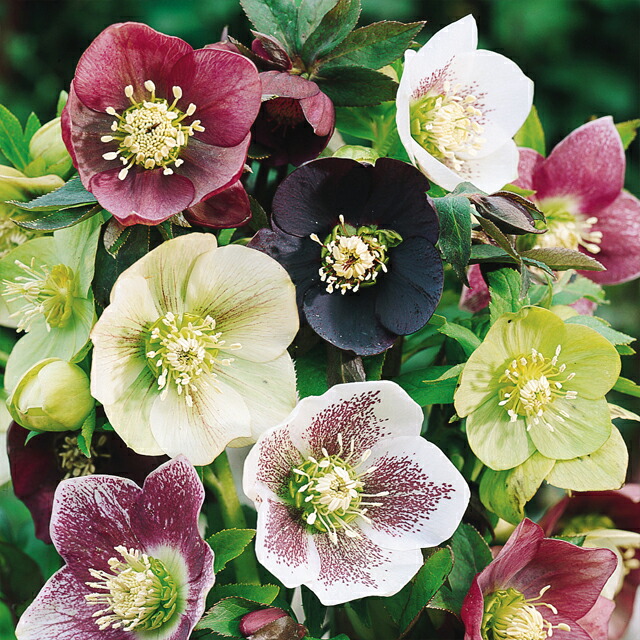 楽天市場】【クリスマスローズ属】一重咲き 3株セット9cmポット（花色