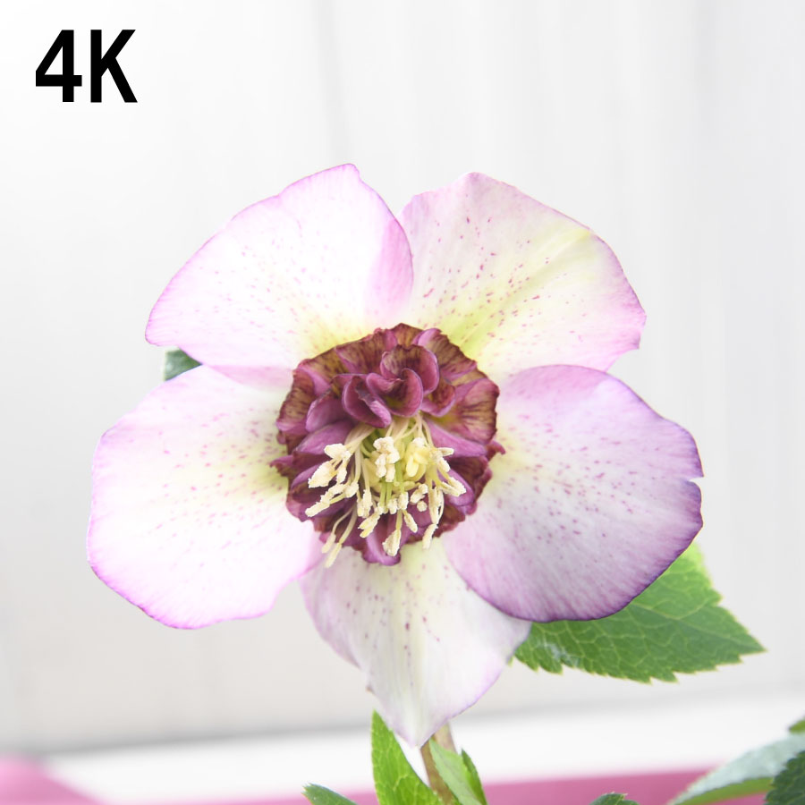 楽天市場】クリスマスローズ 選べる現品 シングルタイプ 5号苗 4号苗