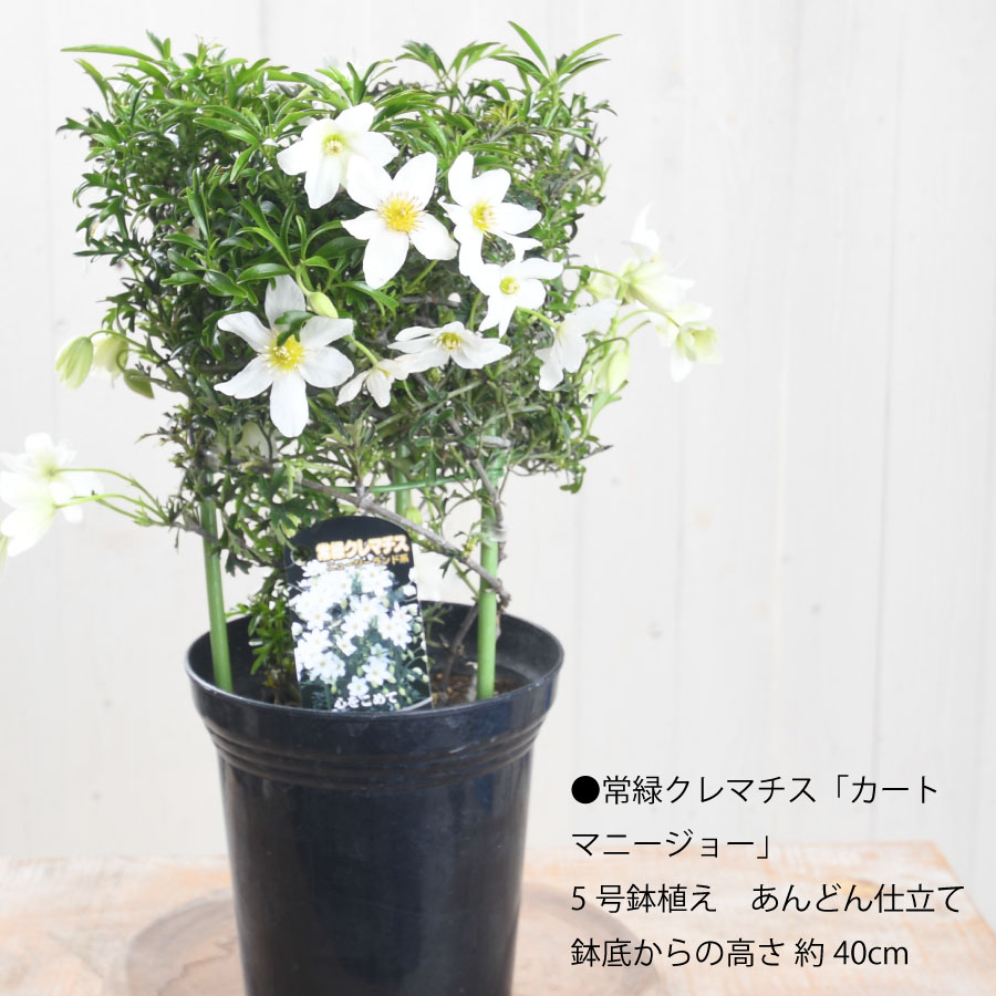 楽天市場】常緑クレマチス カートマニージョー 5号鉢 あんどん仕立て