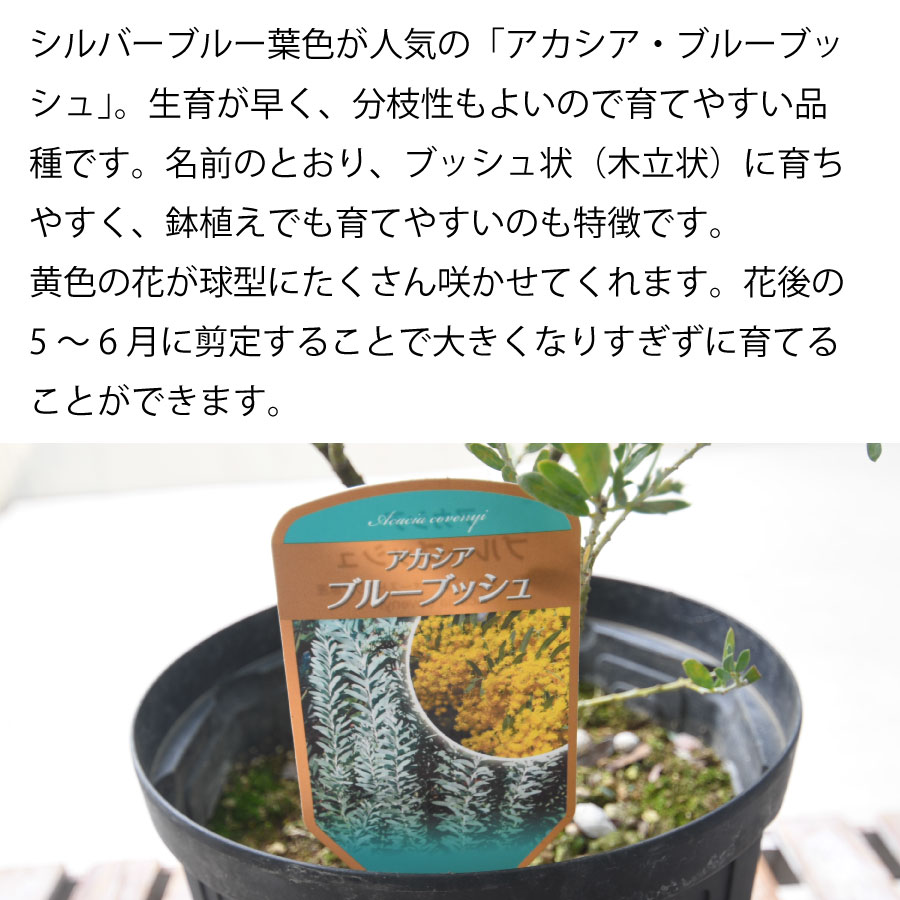 楽天市場】アカシア ブルーブッシュ 7号鉢 庭木 苗木 ミモザ シルバー