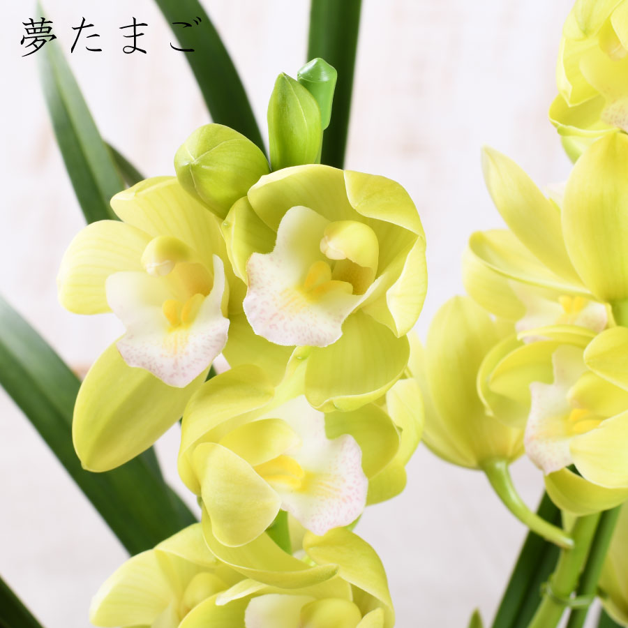 楽天市場】【セール品】 テーブル シンビジューム 4.5号 2本立ち