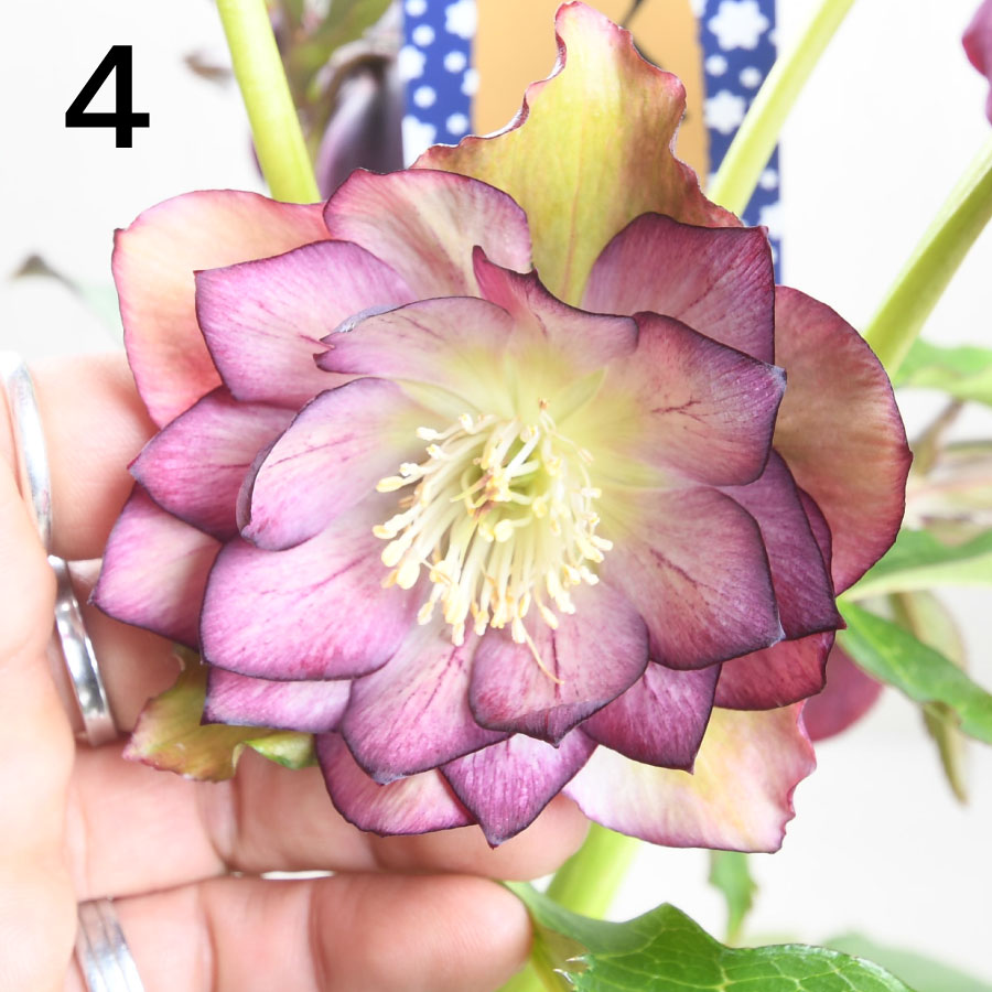 楽天市場】クリスマスローズ 【森花園さん】【現品販売】 ダブルエレン