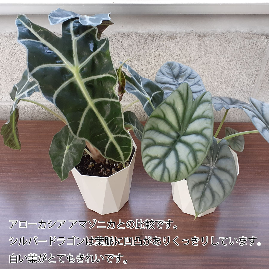 楽天市場】アロカシア シルバードラゴン バギンダ 観葉植物 希少品種