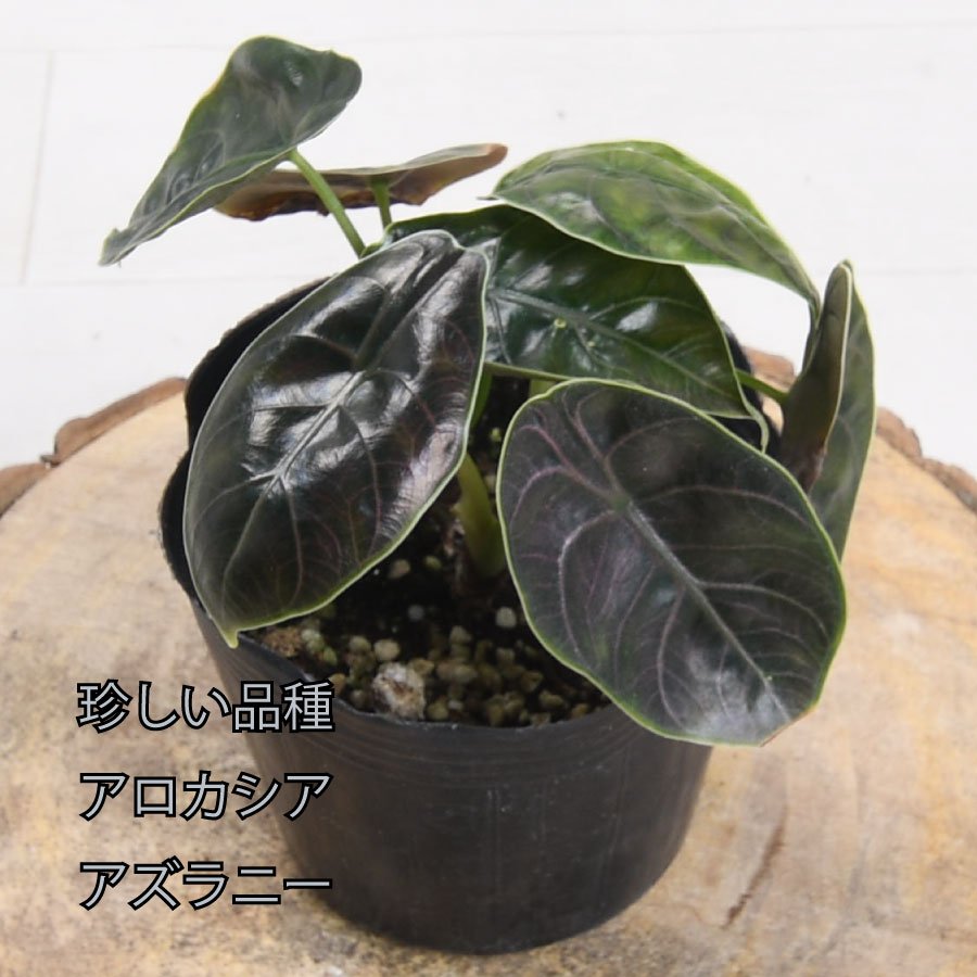 楽天市場】アロカシア アズラニー 観葉植物 珍しい品種 希少 3.5号