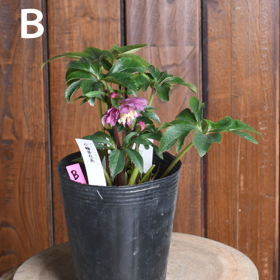 楽天市場】【決算特価セール！】 曽田園芸 新品種 姫小町 小輪多花性