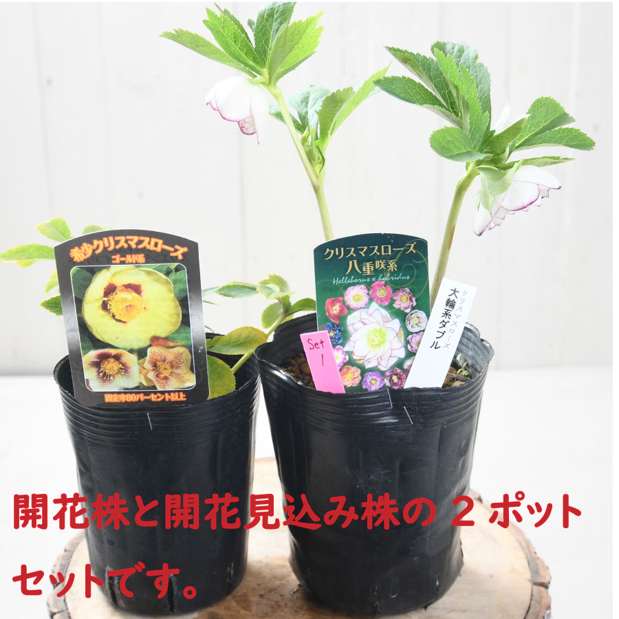 楽天市場】クリスマスローズ 開花株 大輪系ダブルと開花見込み株