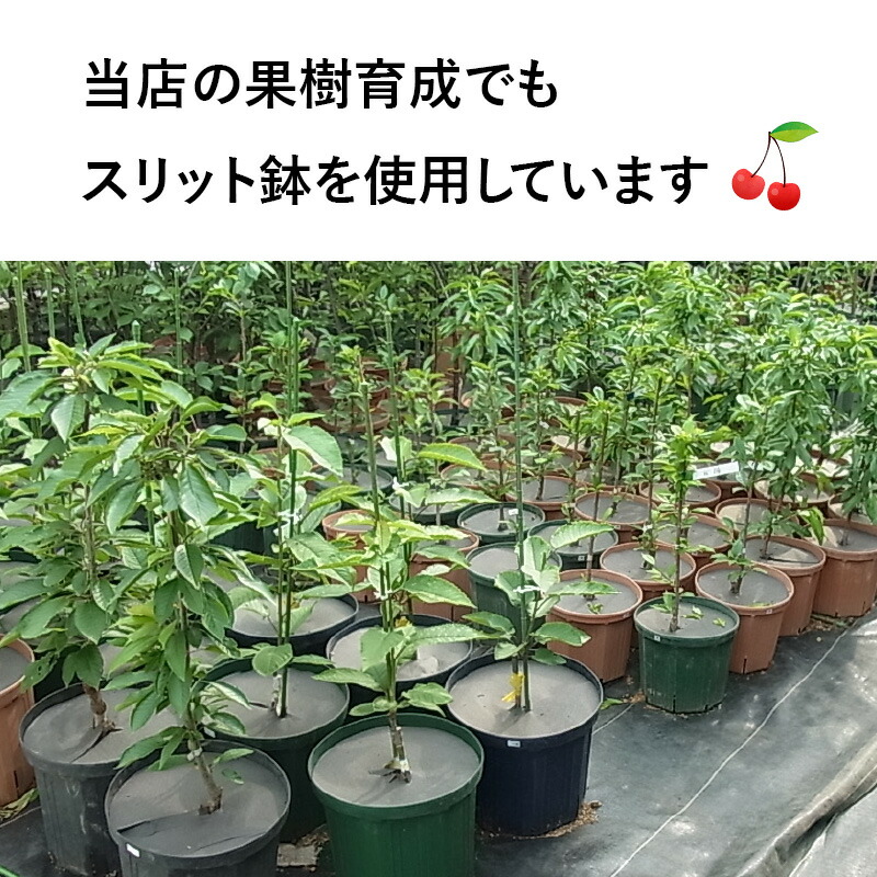 楽天市場】6号スリット鉢（ロングタイプ） 直径18cm CSM-180L 6号