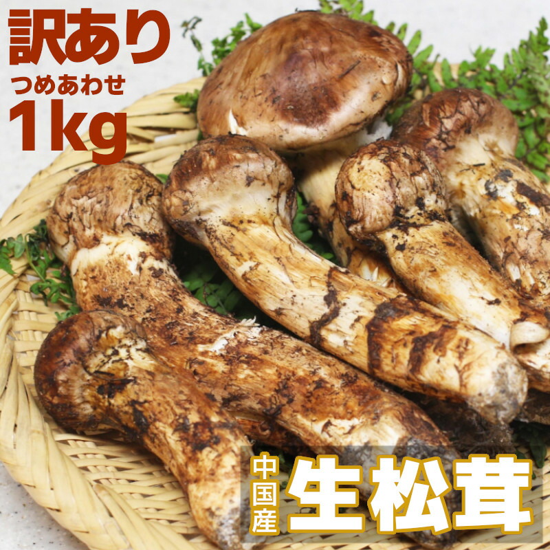 楽天市場】【特選】生まつたけ 1kg 訳あり おまかせ 中国雲南省産 天然
