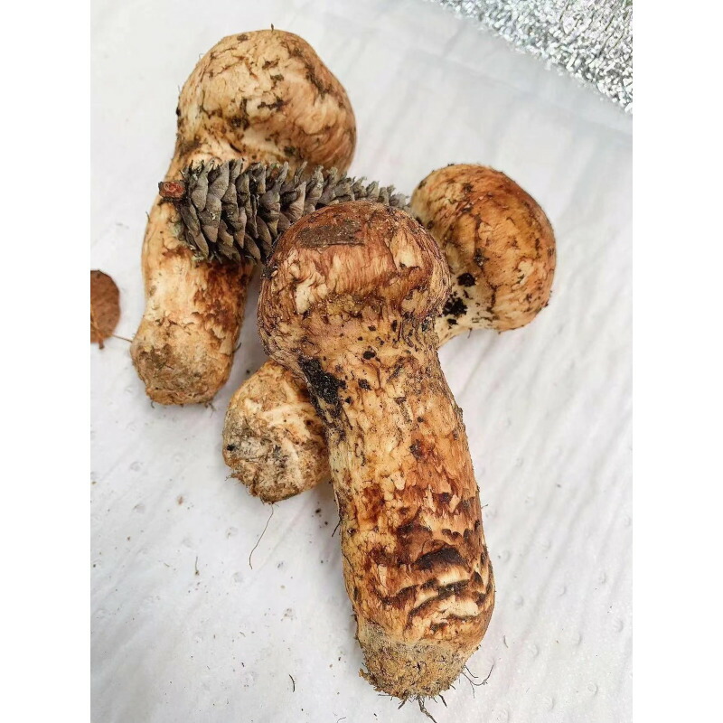 楽天市場】【特選】生まつたけ 1kg 訳あり おまかせ 中国雲南省産 天然