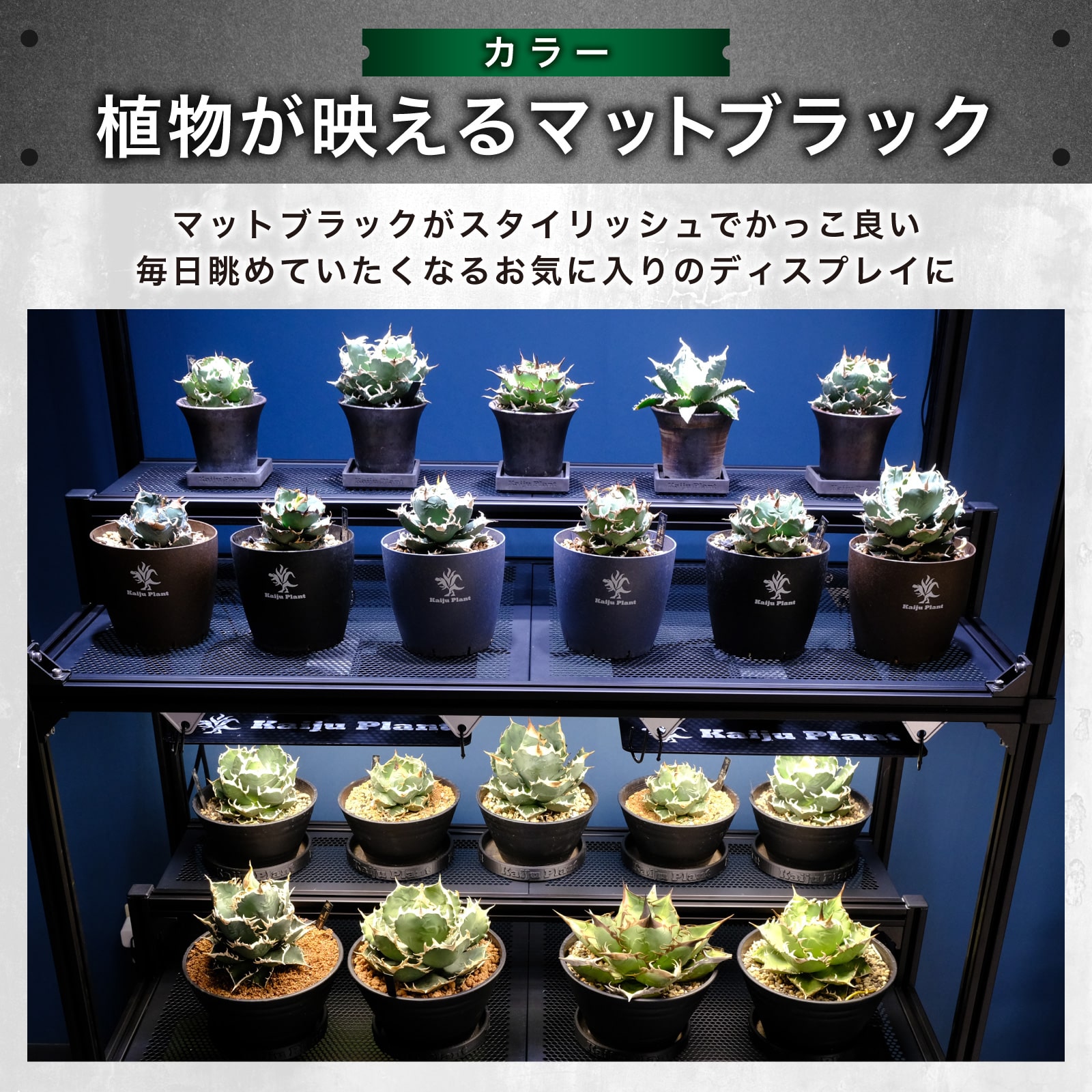 楽天市場】怪獣ラック 組立式 高さ調整可能 植物棚 幅110 奥行50 高さ