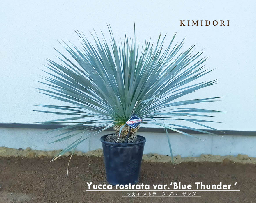楽天市場】ロストラータ ブルーサンダー ユッカ 植木 庭木 苗