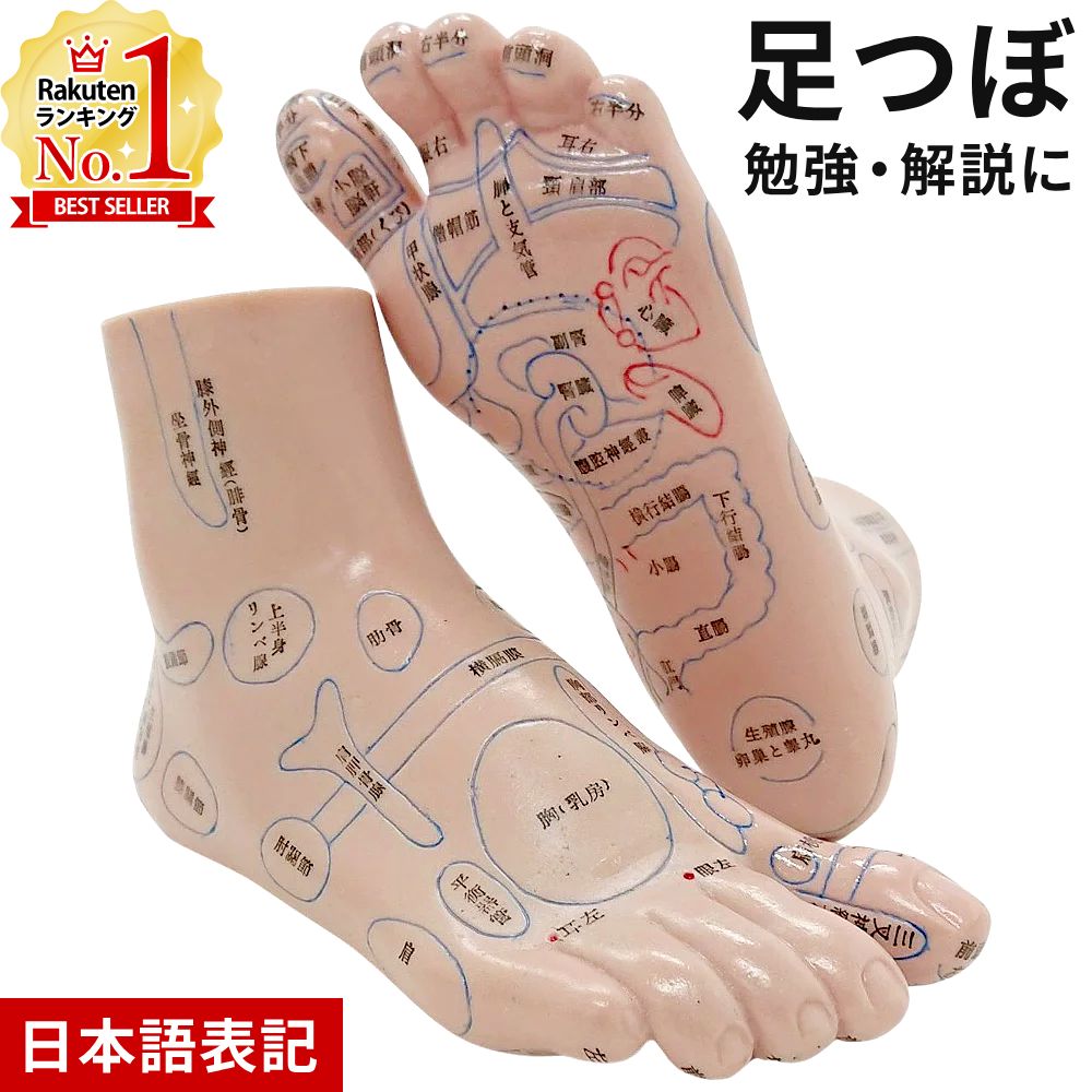 楽天市場】【半額&5%OFFクーポン配布3/1 利用条件あり】 足つぼ 模型