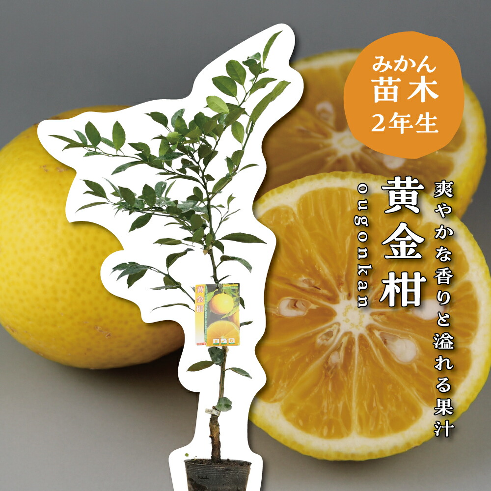 楽天市場】湘南 ゴールド 苗の通販