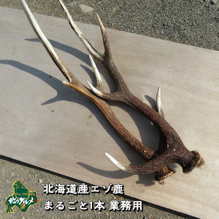 楽天市場】【北海道産】エゾシカ/鹿 角 まるごと1本 業務用 用途自由