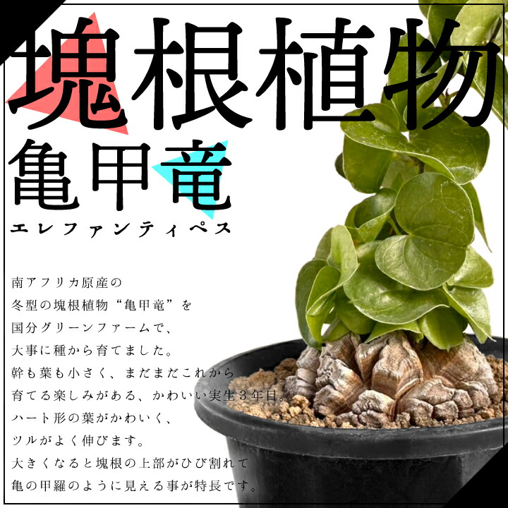楽天市場】亀甲竜 きっこうりゅう ディオスコレア・エレファンティペス