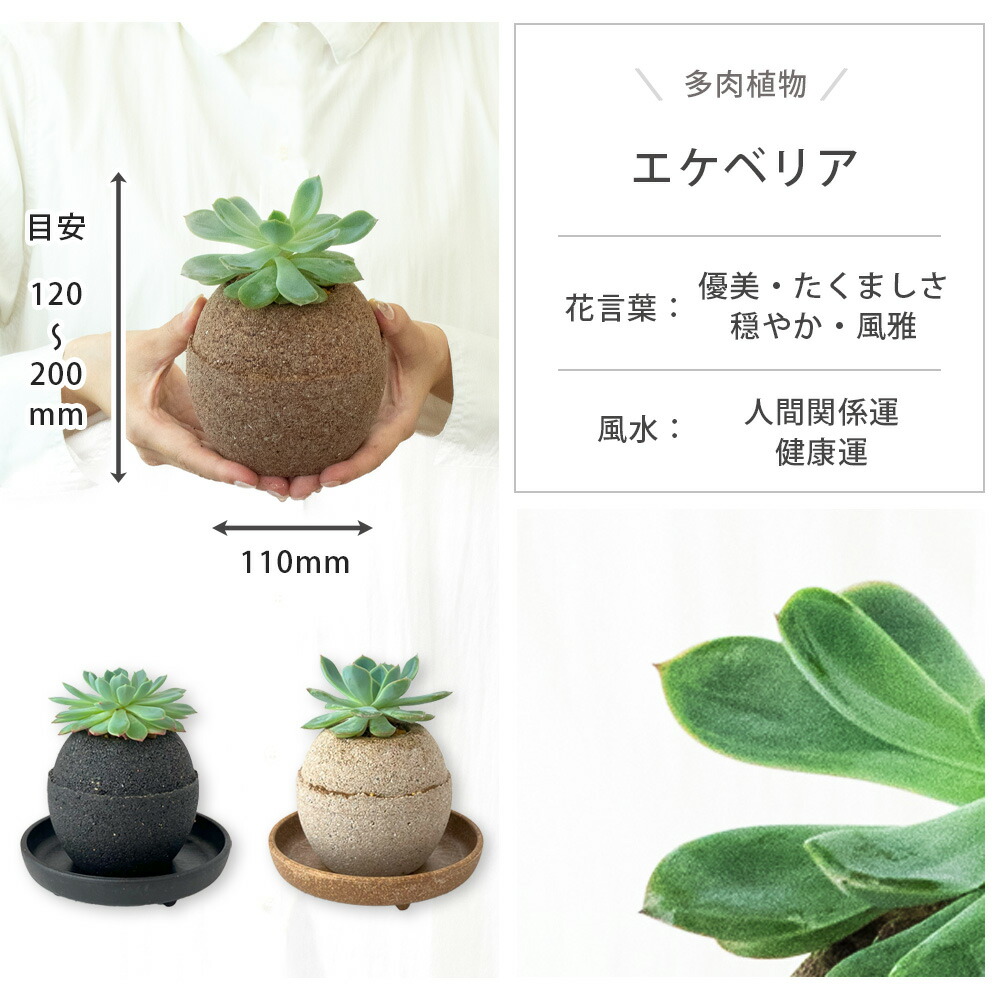 楽天市場】【選べる6種類】観葉植物 パキラ ガジュマル コーヒーの木