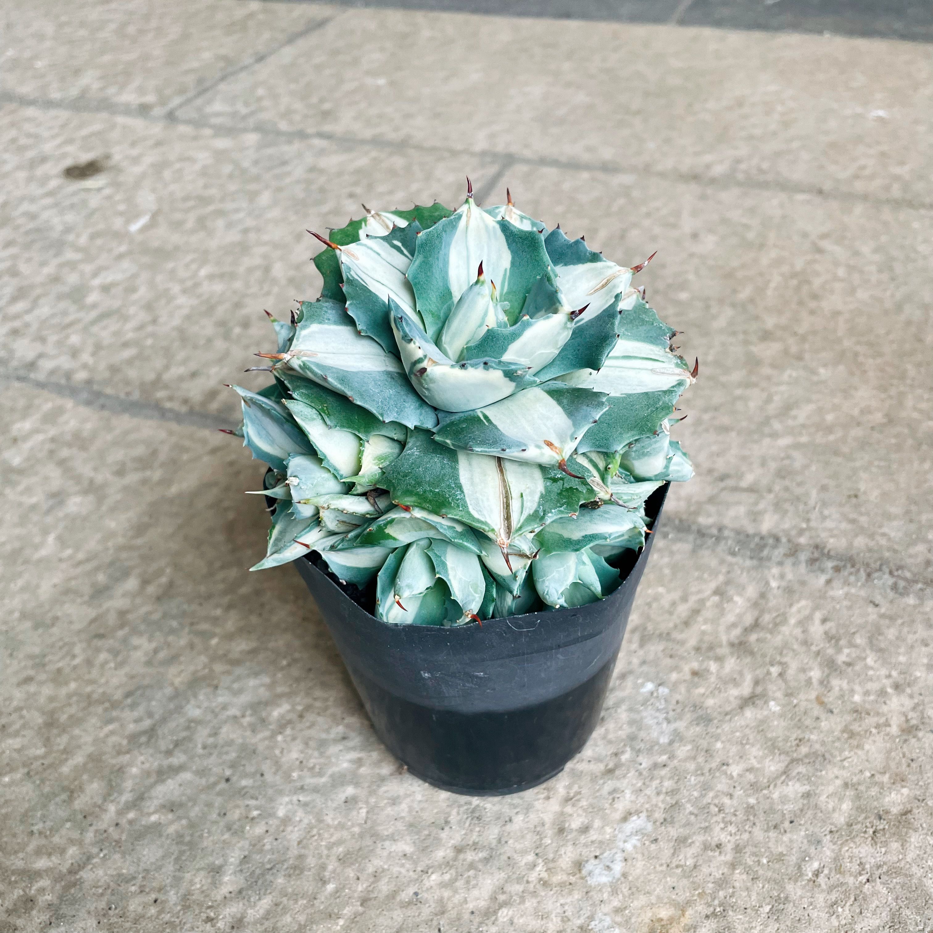 楽天市場】Agave アガベ 王妃雷神 管理方法付き3号鉢 サボテン 多肉