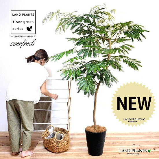 楽天市場】エバーフレッシュ 曲がりの通販