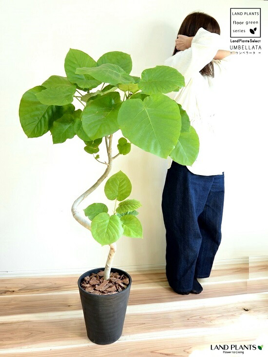 観葉植物 8号 ウンベラータ」の人気商品一覧 | 安い商品を通販サイト