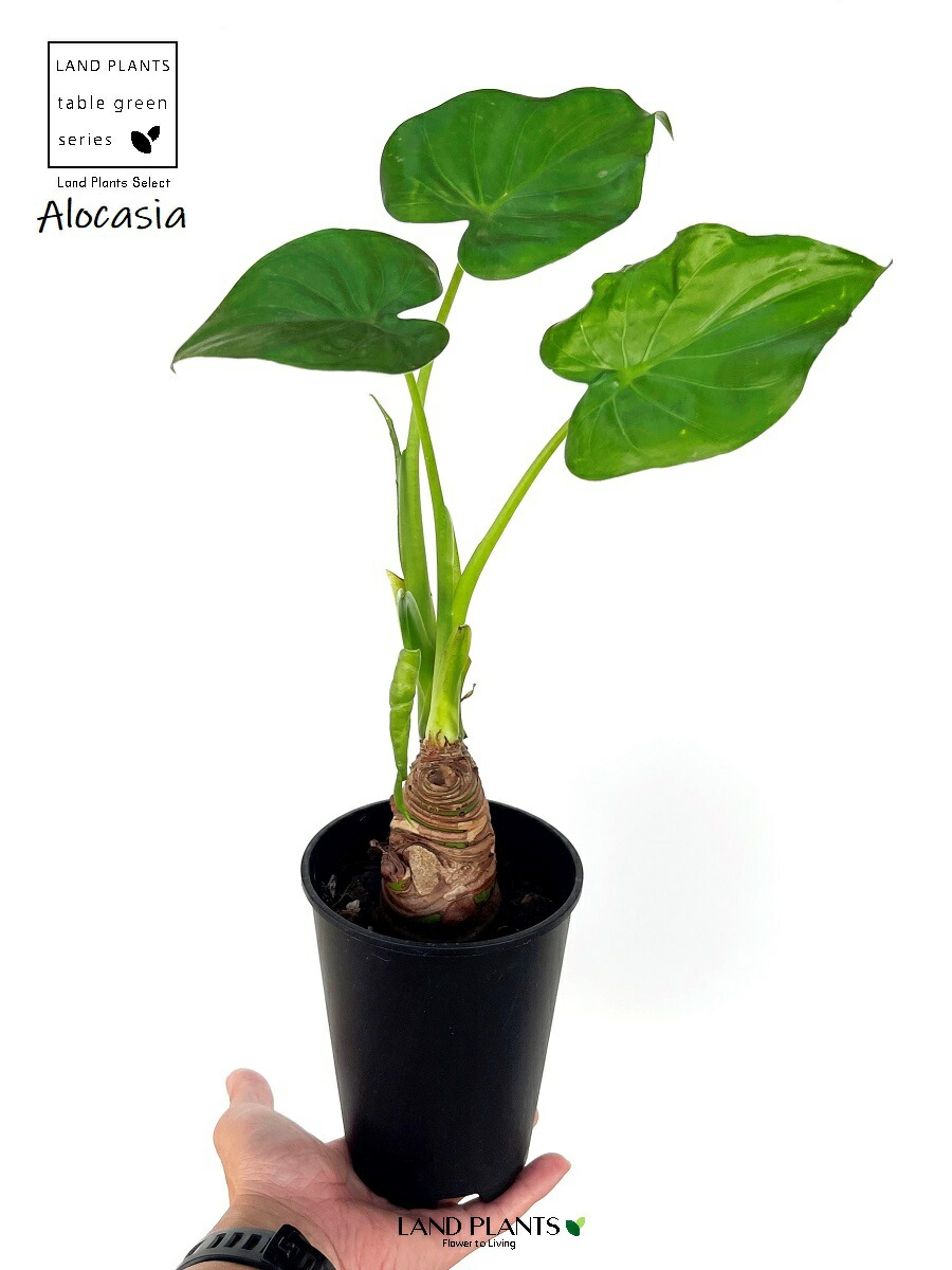 楽天市場】シマクワズイモ （アロカシア・ククラータ）1鉢 4号