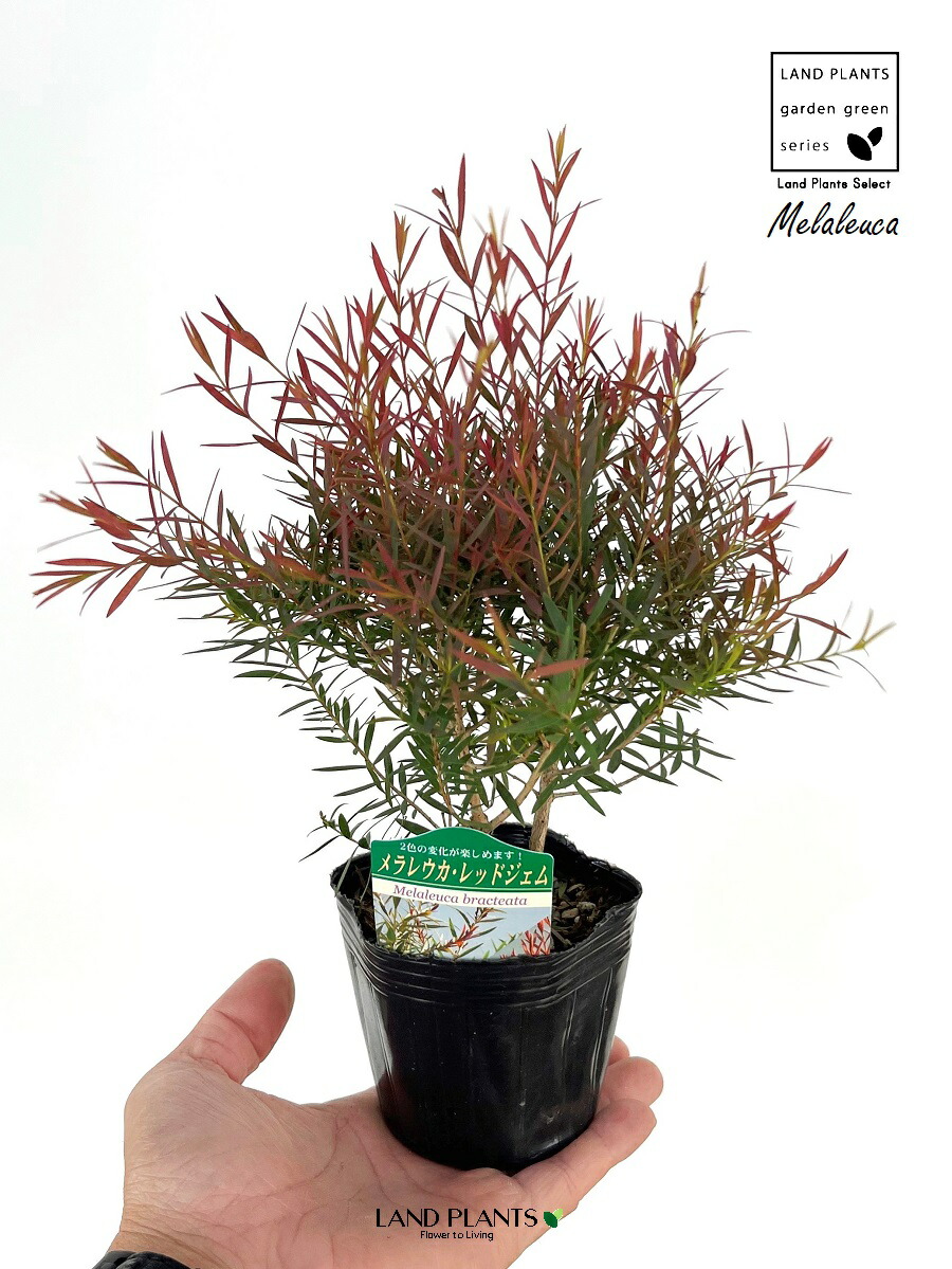 楽天市場】メラレウカ（レッドジェム） 3号 ポット苗 1鉢