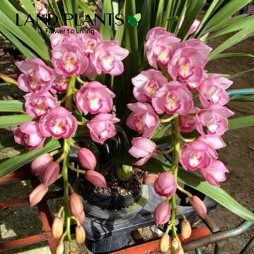 楽天市場】シンビジューム（フクスケ）アーチ仕立て 7号 プラスチック