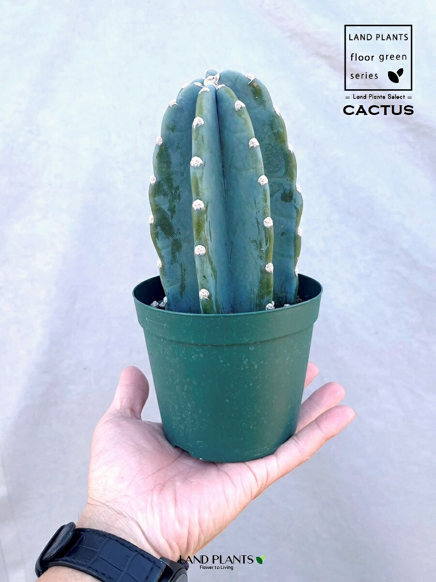 楽天市場】サボテン （柱サボテン：鬼面角） 4号 プラスチック苗 1鉢