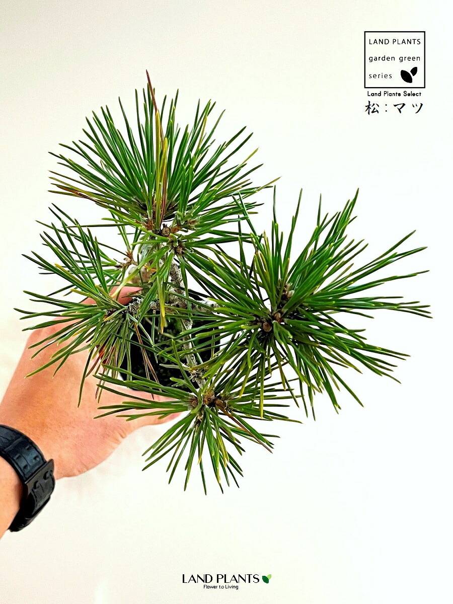 楽天市場】松（黒松：くねくね） 2.5号 ポット苗 1鉢 松 松の木 マツ