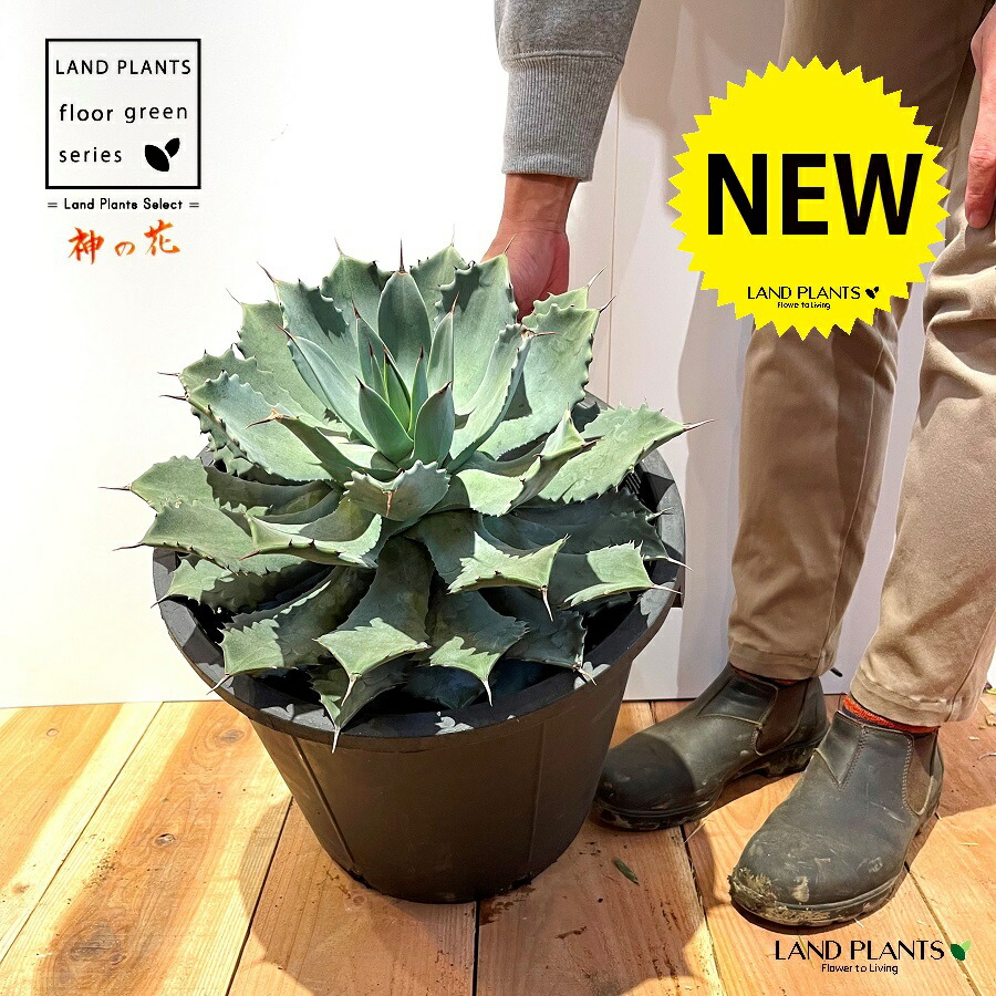 楽天市場】アガベ（雷神：神の花） 12号 黒色 プラスチック鉢 1鉢