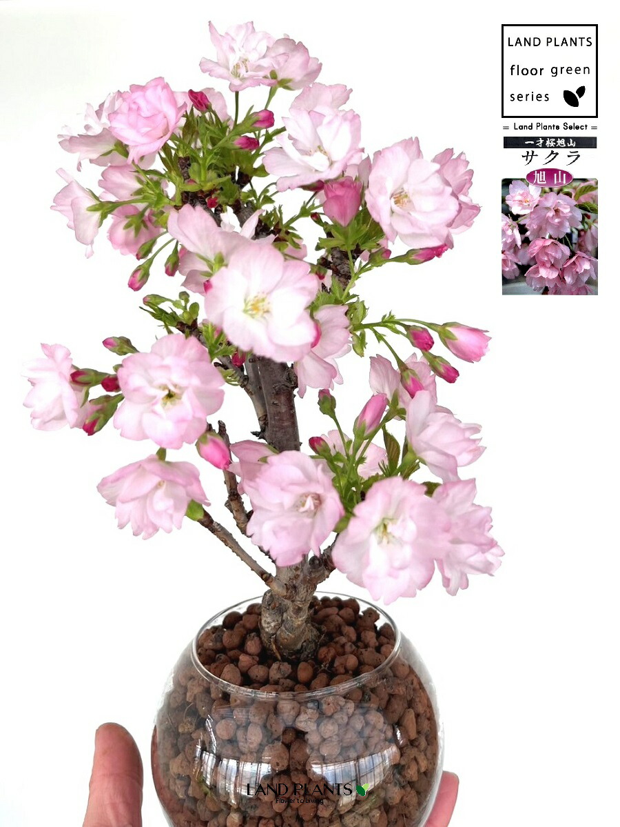 楽天市場】桜（旭山：アサヒヤマ） ボール型 ガラス容器 1鉢