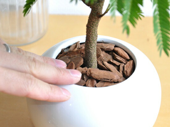 楽天市場】エバーフレッシュ 白色 丸型 陶器鉢 ネムの木 ネムノキ アカ