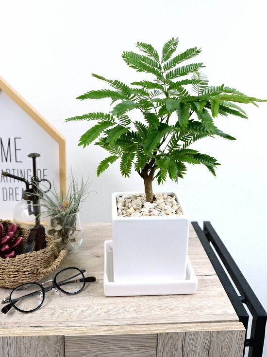 楽天市場】エバーフレッシュ ホワイト キューブ型 陶器鉢 Sサイズ